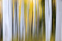 Aspent Tree Abstract