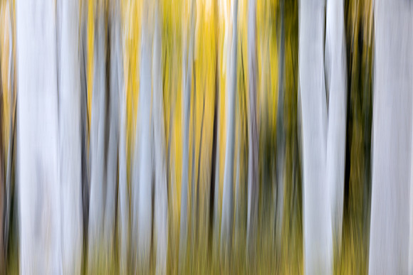 Aspent Tree Abstract