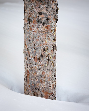 Standing in the Snow