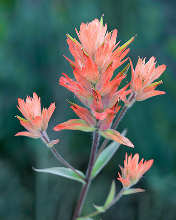 Indian Paintbrush