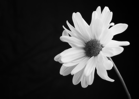 Untitled Daisy