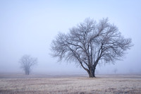 Alone in the Fog