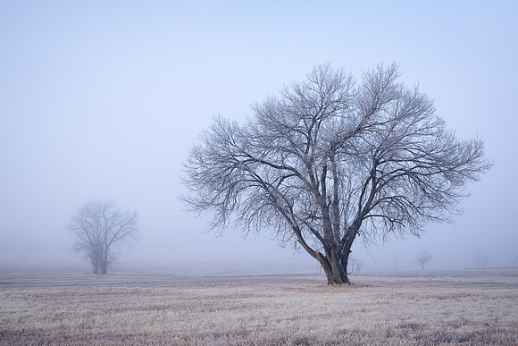 Alone in the Fog