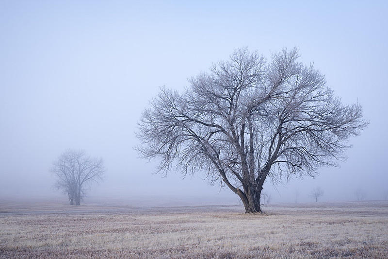 Alone in the Fog